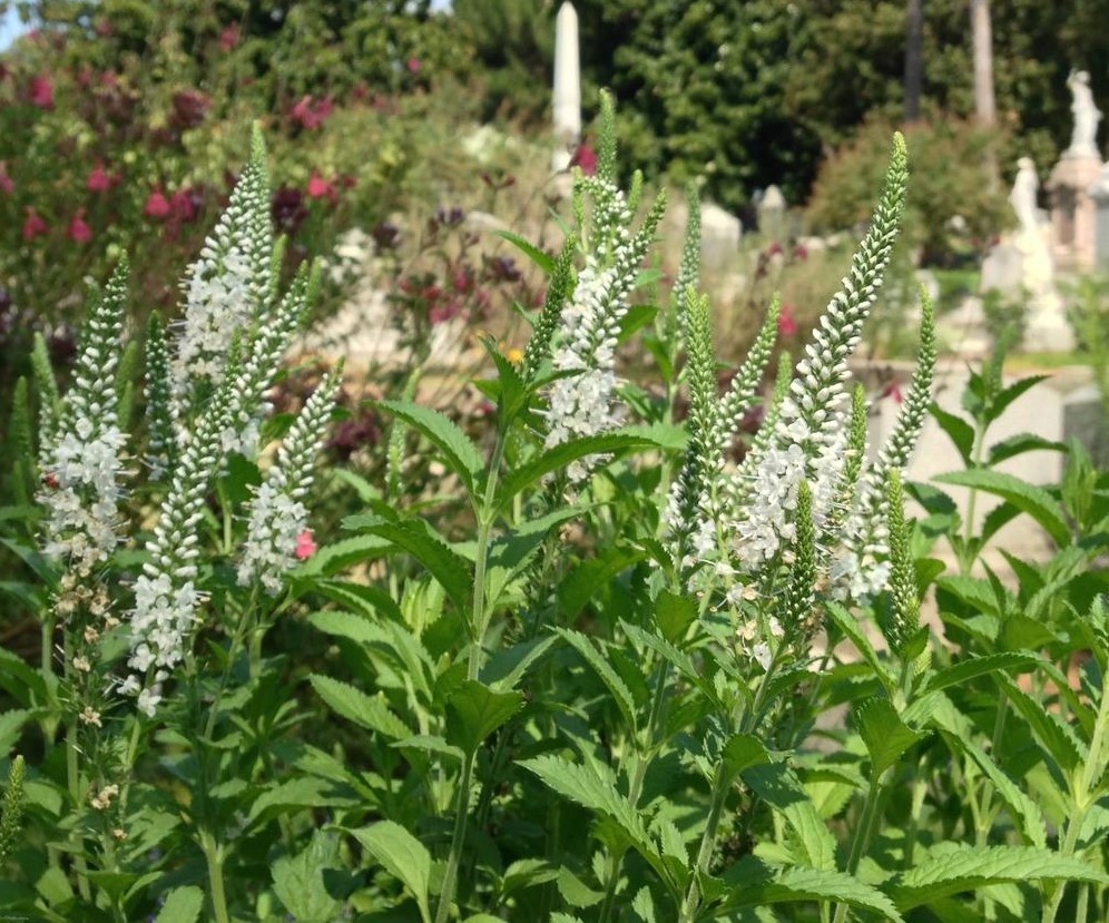 Veronica spicata 'Icicle'